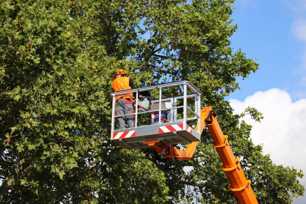 Reliable Grant Valkaria, FL Tree Care Services Solutions